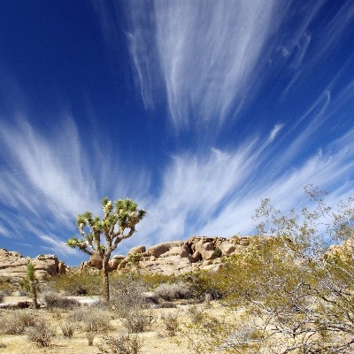 joshua tree with clouds